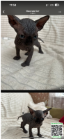 58837babc7a44e2e37dcaa47160b6e09.png